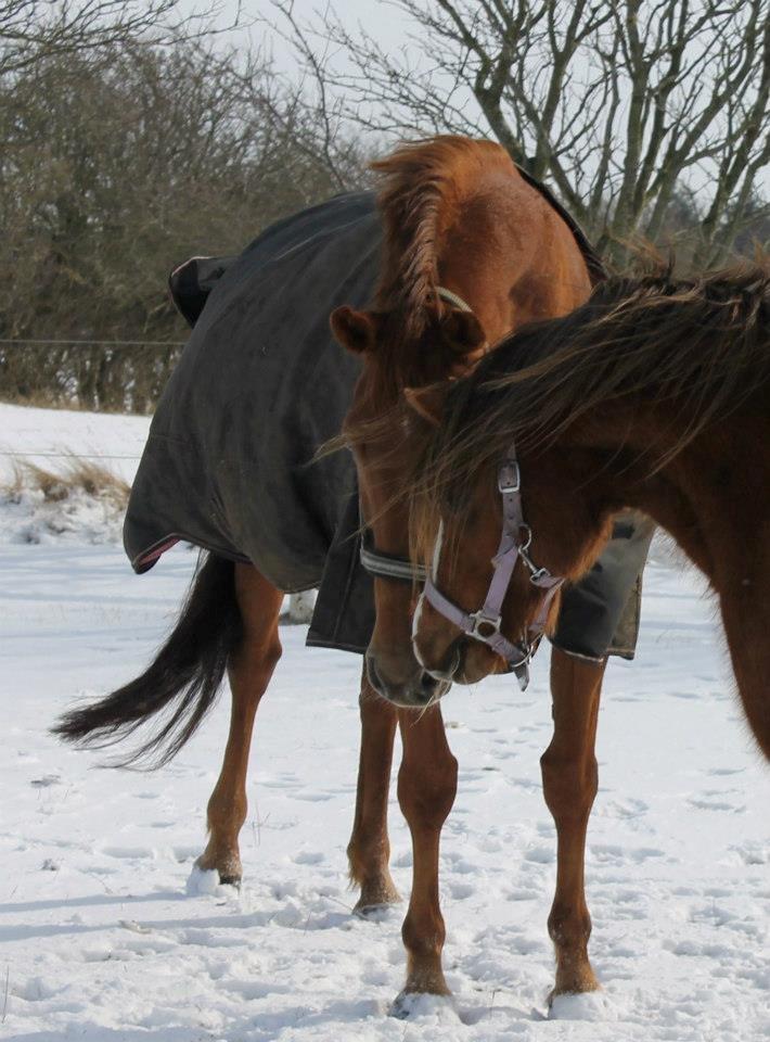 Belgisk varmblod Femke Du Sud (Flicka) *solgt* billede 16