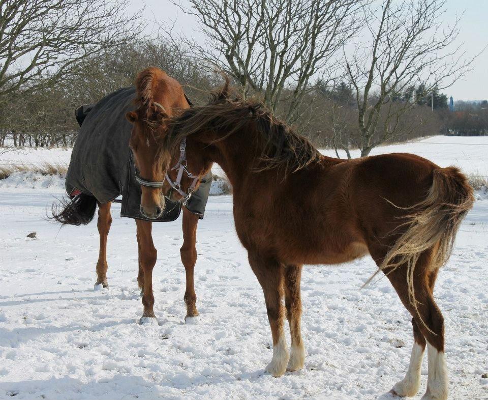 Belgisk varmblod Femke Du Sud (Flicka) *solgt* billede 17