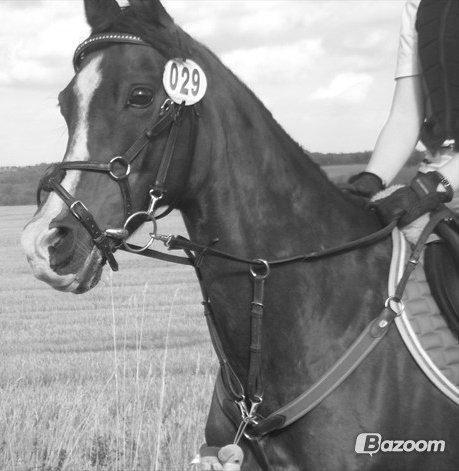 Arabisk fuldblod (OX) Deva - Nyd hvert øjeblik, før det forsvinder - før det bliver til intet andet, end blot minder. billede 1