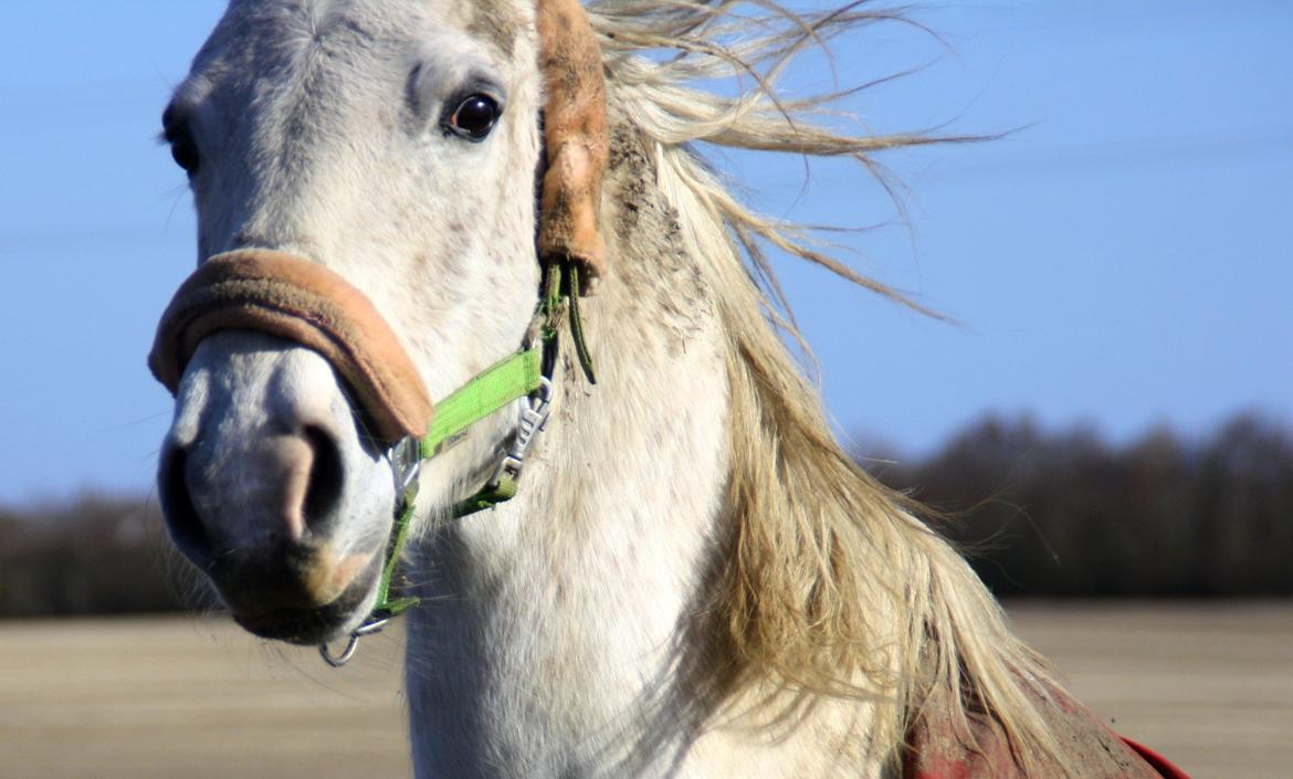 Shagya Araber (SH) Sv's O'balina Lightwood<3 billede 1