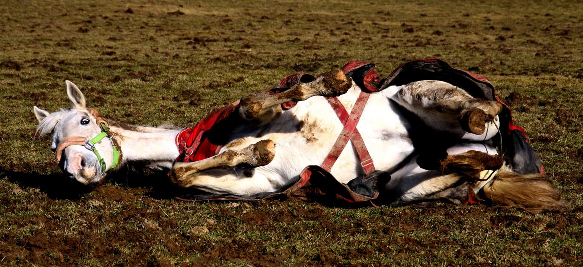 Shagya Araber (SH) Sv's O'balina Lightwood<3 billede 19