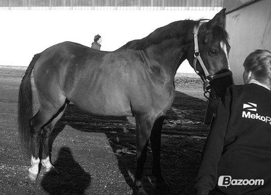 Arabisk fuldblod (OX) Deva billede 14