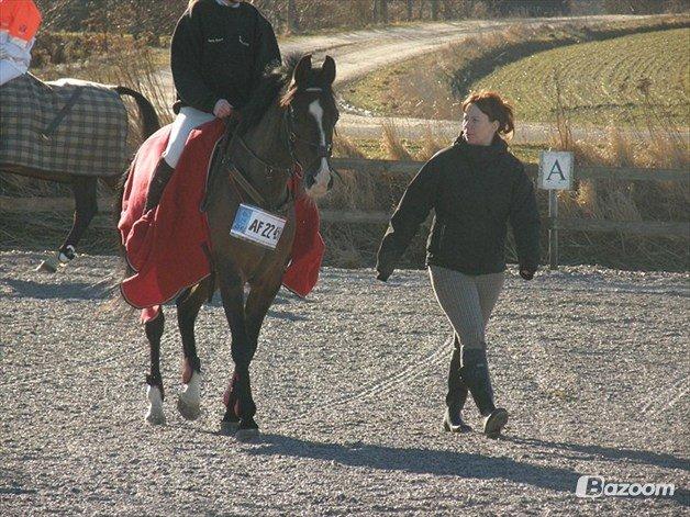 Arabisk fuldblod (OX) Deva billede 15