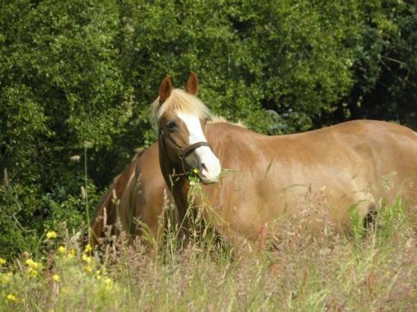 DSP Zita A. M billede 2