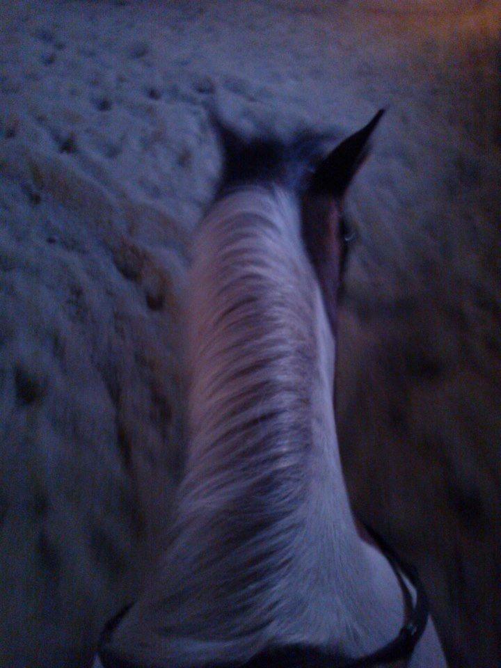 Anden særlig race Magic Rainbow billede 3