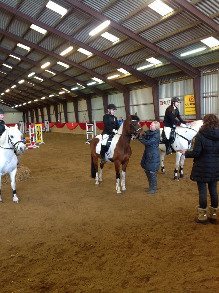 Anden særlig race Magic Rainbow billede 4