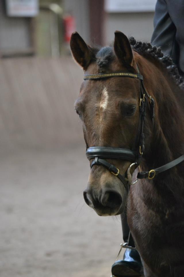 New Forest Sapo billede 2