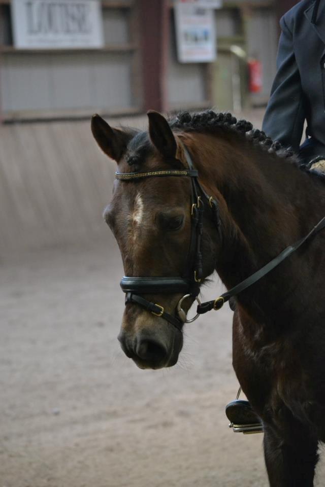 New Forest Sapo billede 3