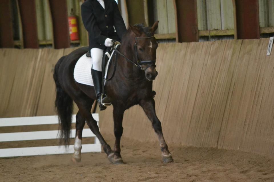 New Forest Sapo billede 5