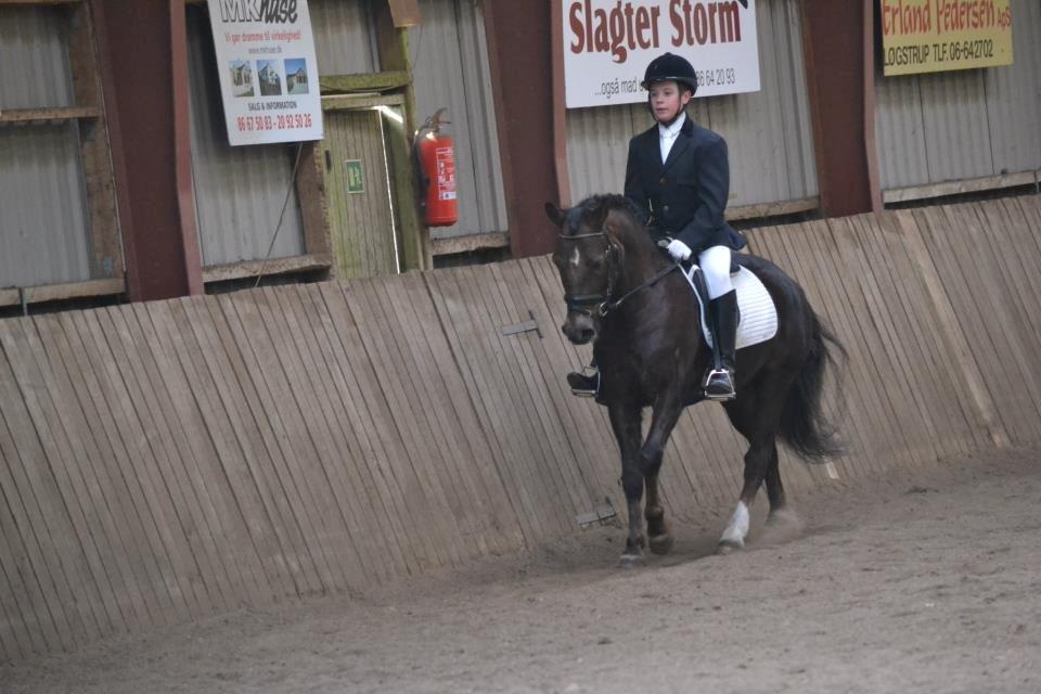 New Forest Sapo billede 6