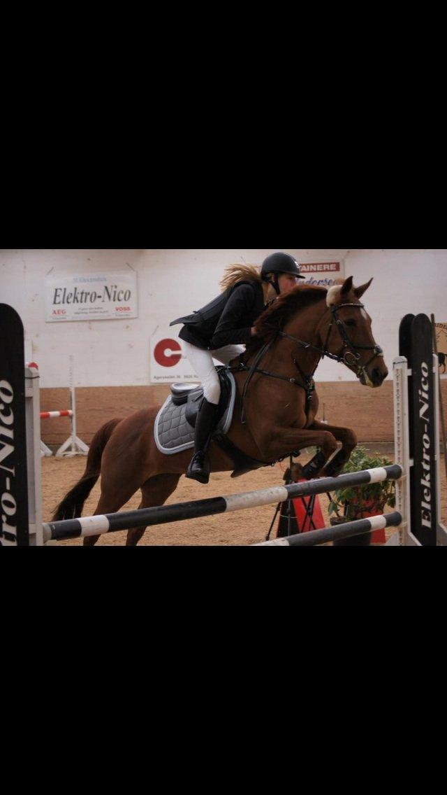 Anden særlig race Clements Penelope - Første stævne 2. plads<3 billede 15