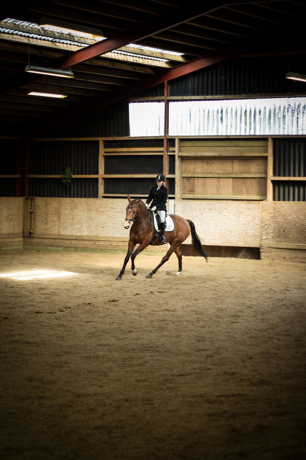 Hannoveraner Festina - kir, La1 til 66,1% billede 7