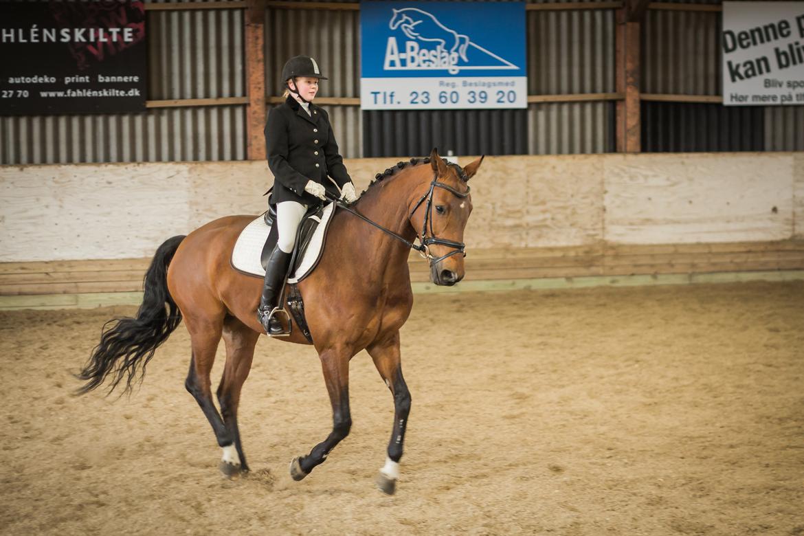 Hannoveraner Festina - La1 til 66,1% billede 3