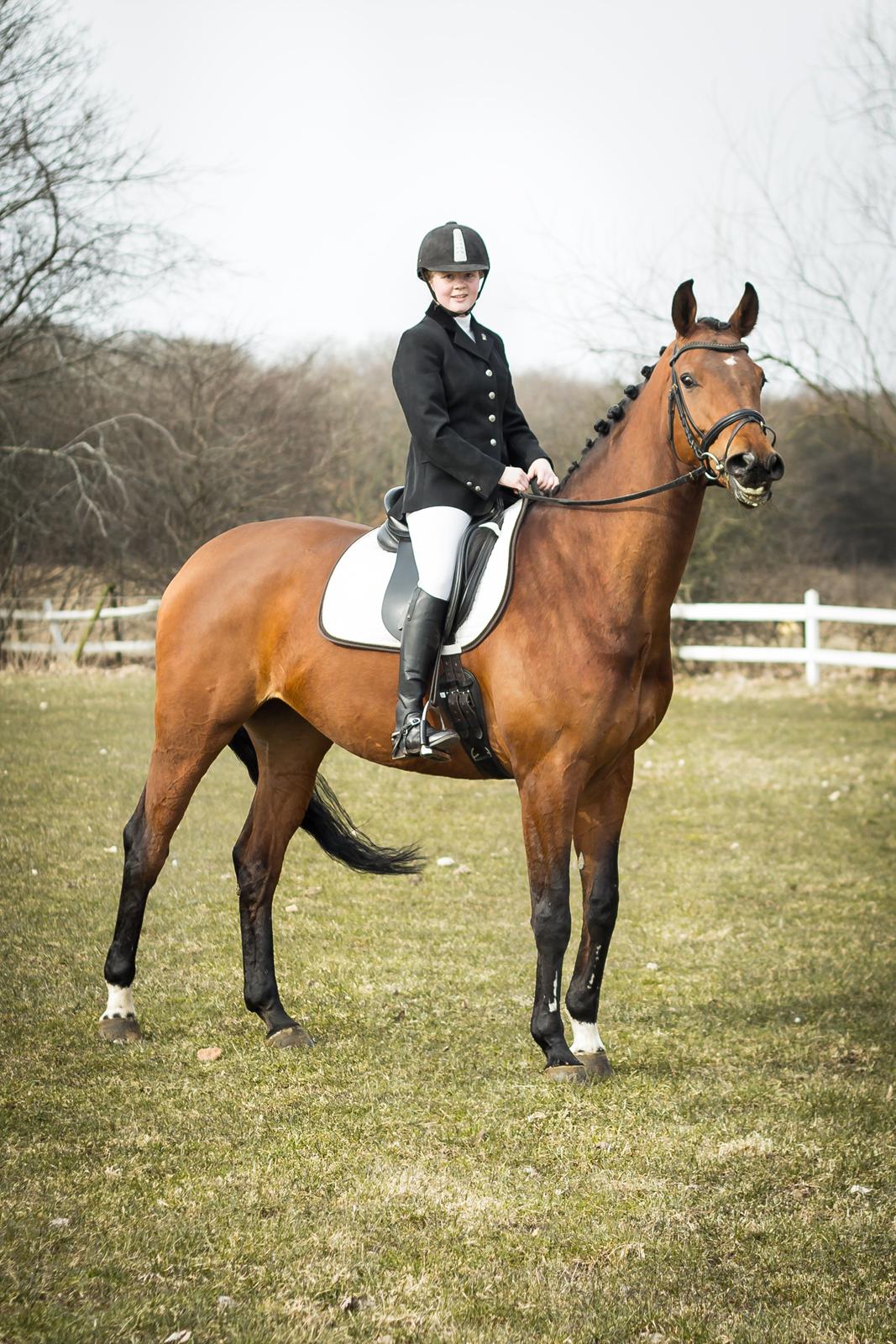 Hannoveraner Festina billede 5