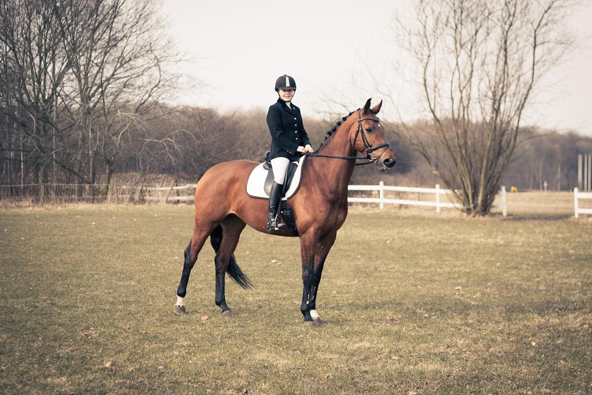 Hannoveraner Festina billede 1