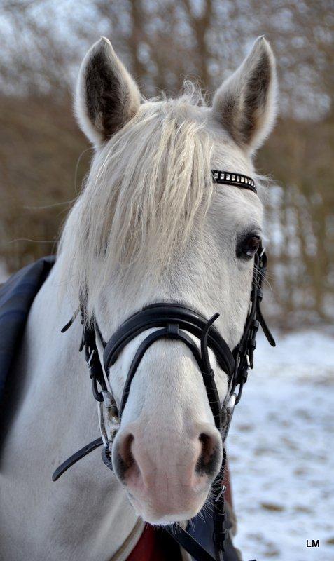 Anden særlig race Shadow - Modelfoto, vinter 2013 billede 5