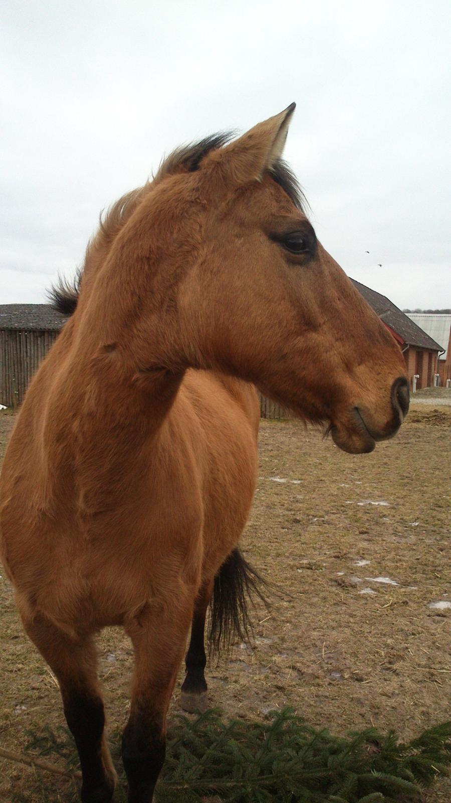 Anden særlig race Sweedy<3 billede 1