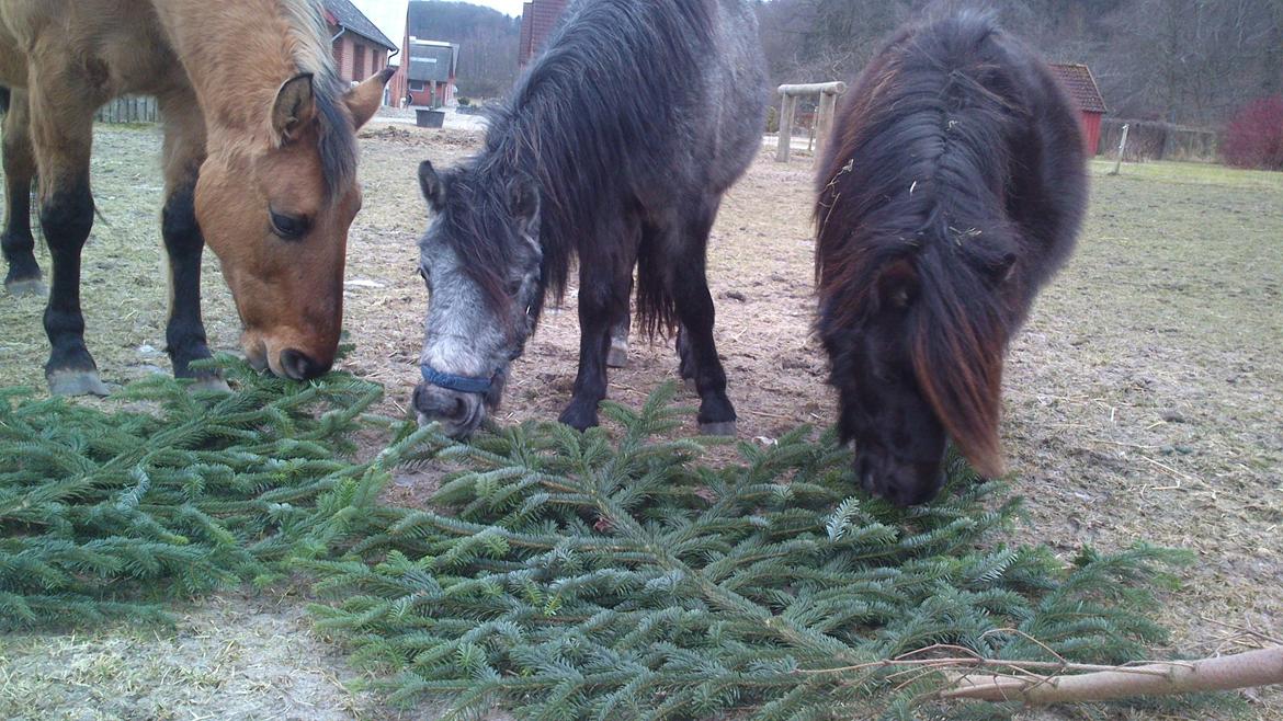 Anden særlig race Sweedy<3 billede 11