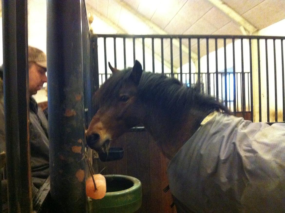 Anden særlig race Strauss (Strussen) <3 - Da jeg var nede at besøge ham efter 5 måneder ved de nye ejere :-) De passer så godt på ham! :-D  billede 20