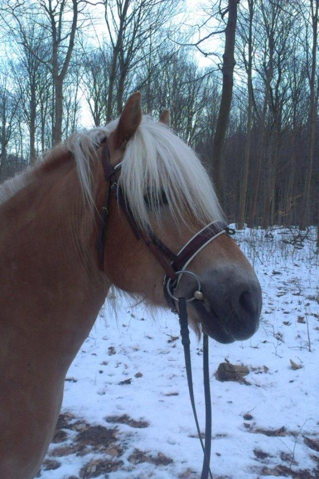 Haflinger Simba (Laffe) - I skoven <3 billede 2