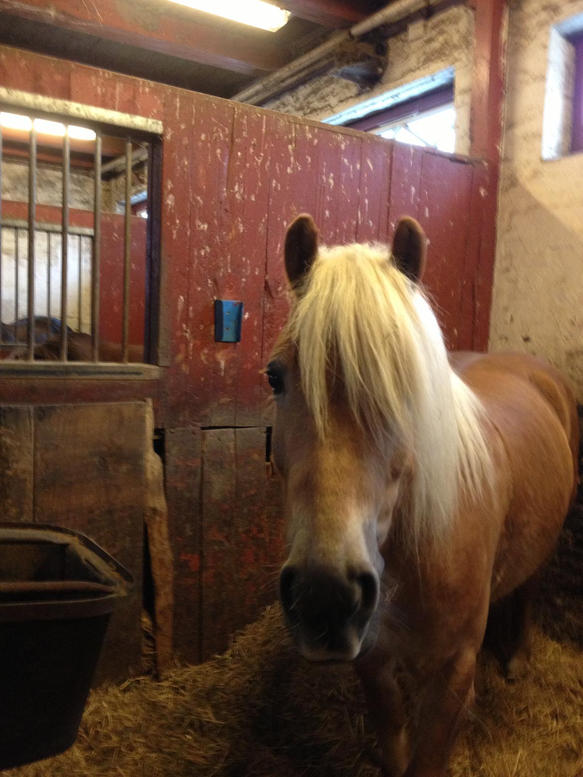 Haflinger Simba (Laffe) - Du skøn Laffe <3 billede 3