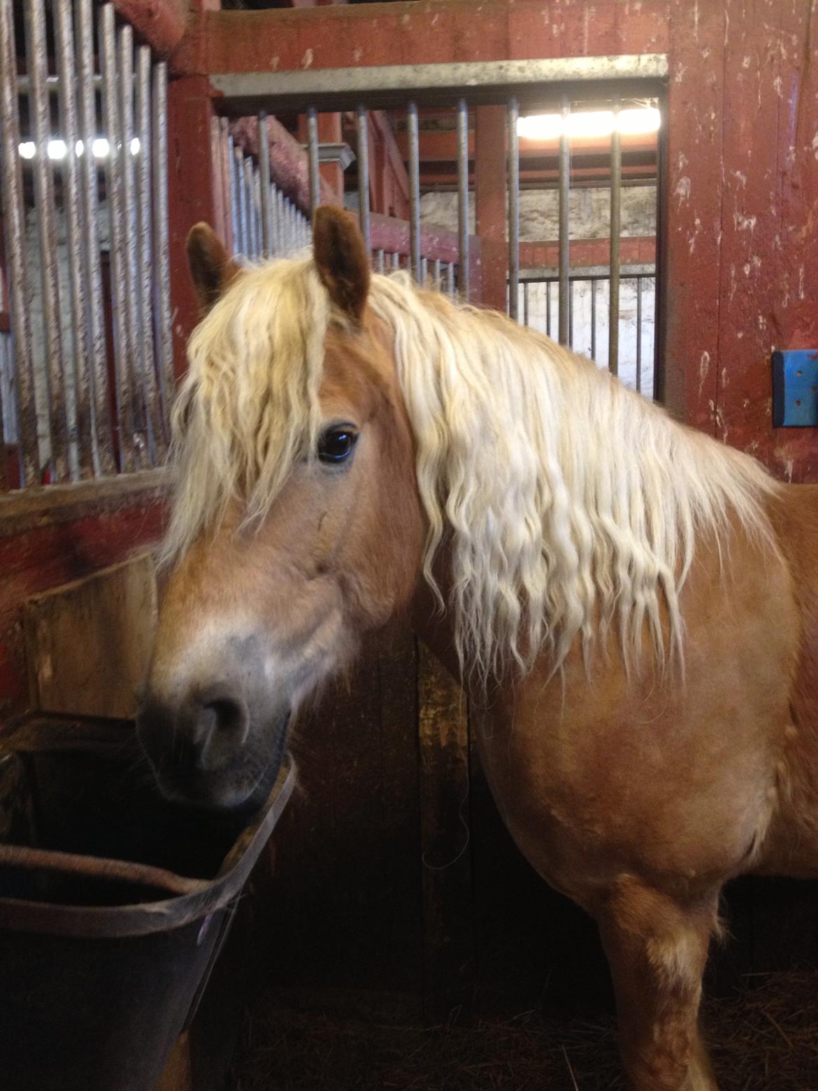 Haflinger Simba (Laffe) - <3 billede 4
