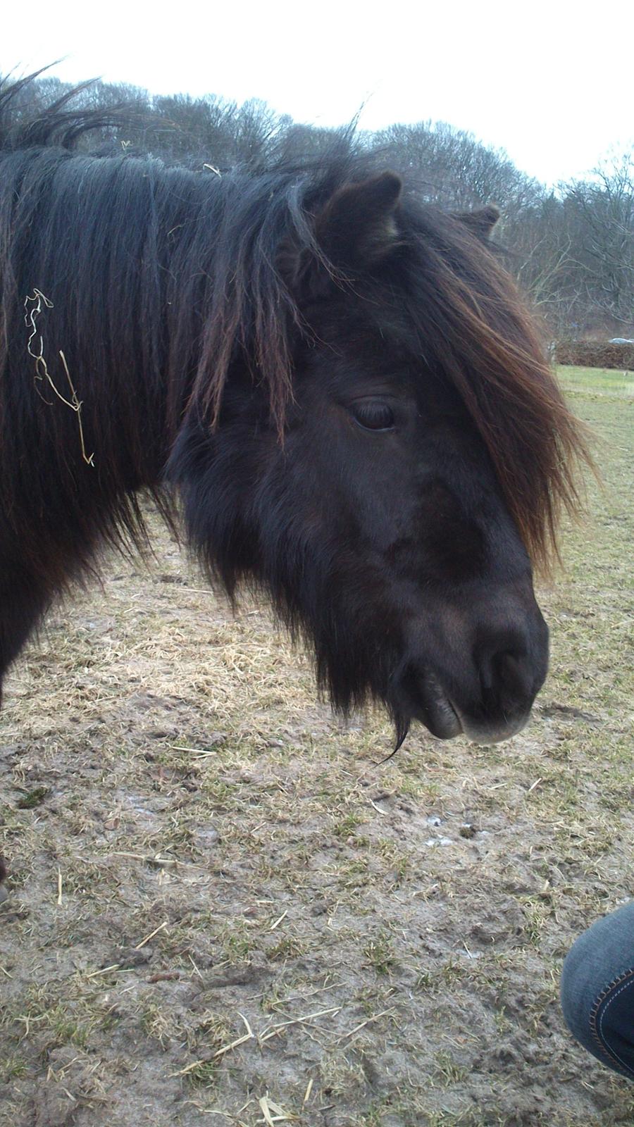 Shetlænder Milimeter billede 3