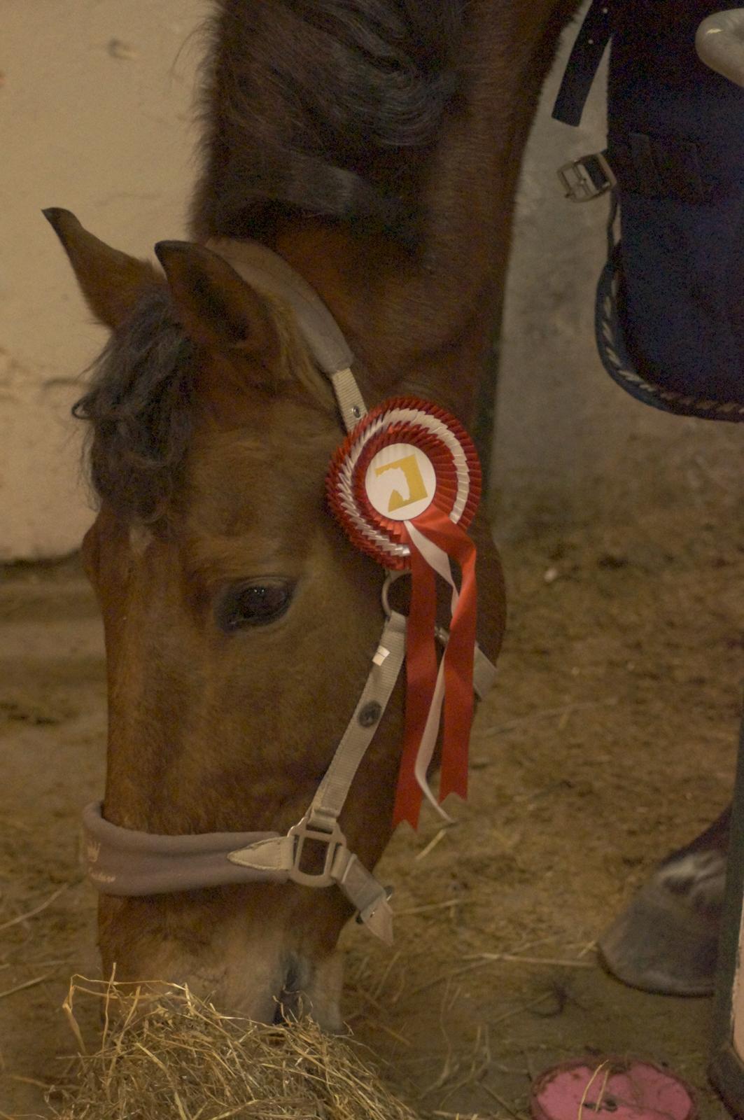 Anden særlig race Amazing Star - My Star <3 - min første 1. plads på den dejlige dreng :D <3 17/3-2013 billede 1