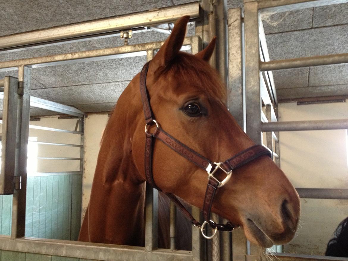 Dansk Varmblod Golden Three - Smukkeste Fytte <3 billede 1