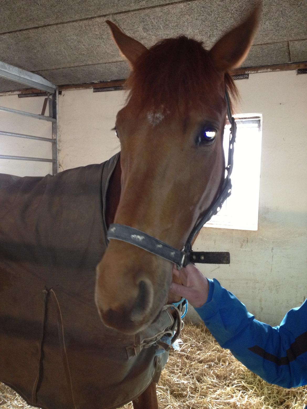 Dansk Varmblod Golden Three - Fytte. Dagen efter hun ankom til guldager, her er hun stadig lidt stresset over det nye sted..  billede 2