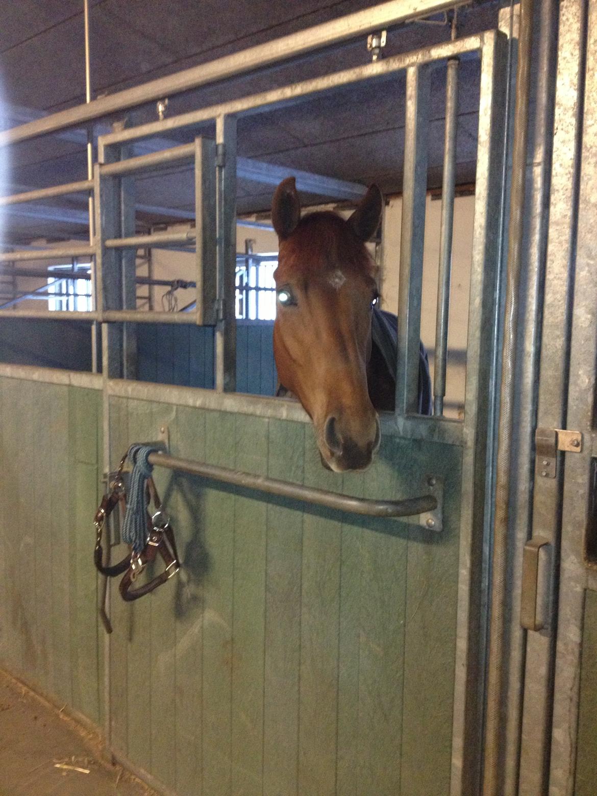 Dansk Varmblod Golden Three - Smukke hest..  billede 3