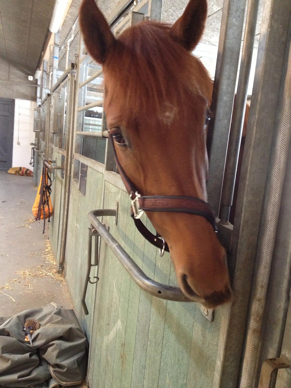 Dansk Varmblod Golden Three - Mmmm MEGET legesyg hest.. slikker og bider i alt :-P billede 4