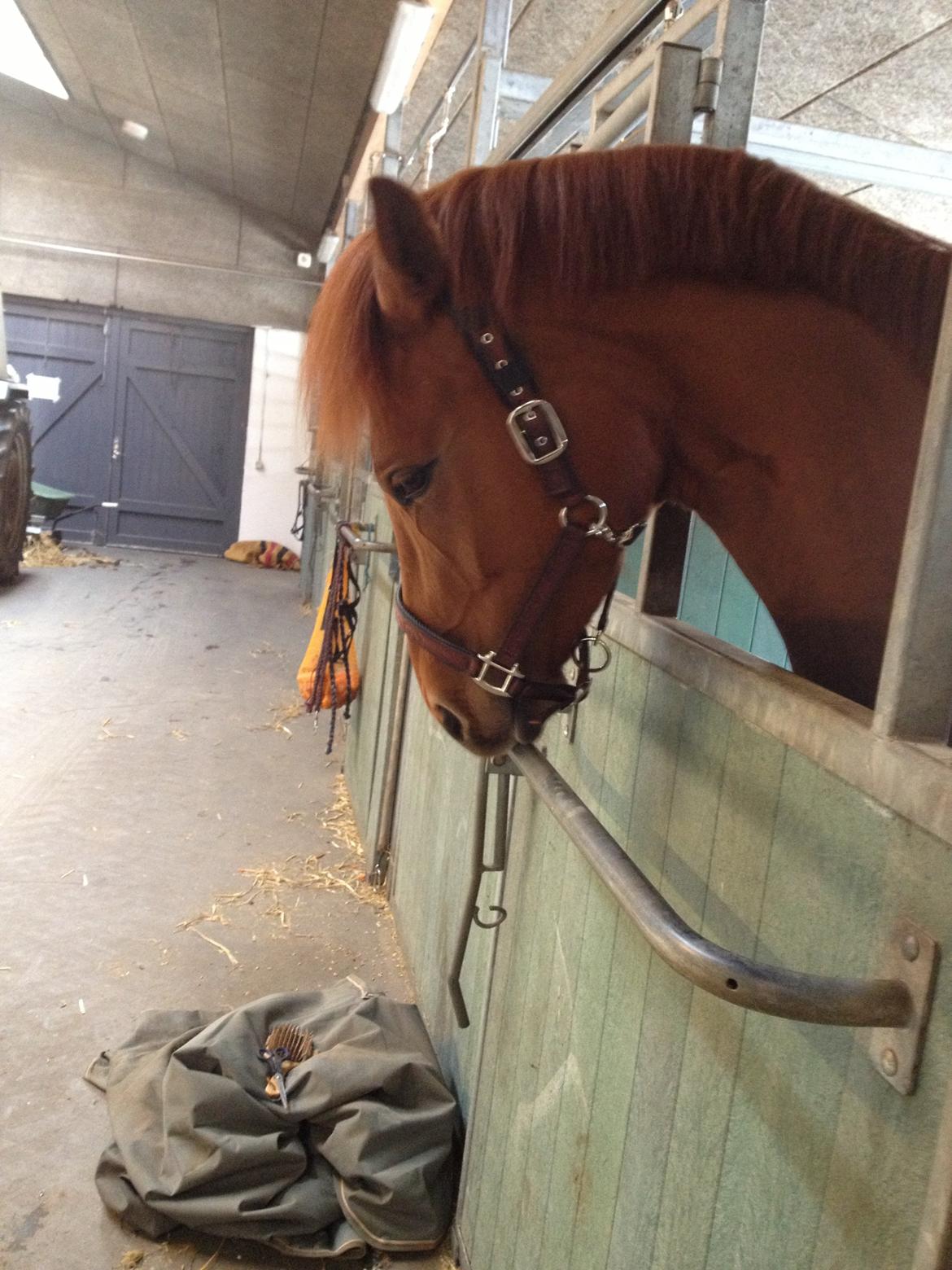 Dansk Varmblod Golden Three - Mmmm den her stang smager godt..  billede 5