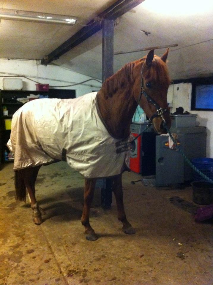 Dansk Varmblod Golden Three - Fytte.. i oktober måned, der er sket en del på et par måneder :-) billede 6