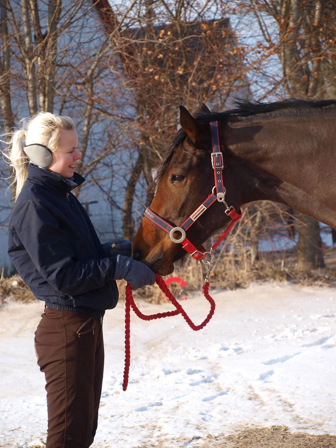 Dansk Varmblod Brusgaards Soulmate - 2013 billede 18