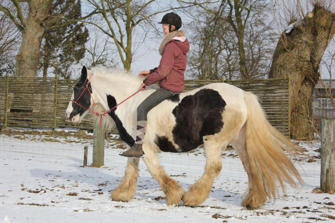 Tinker Maja - Kun meget få ved hvad dette betyder, hvor meget jeg har kæmpet for at komme her til bare det at kunne ride hende i en rebgrime :')  billede 8