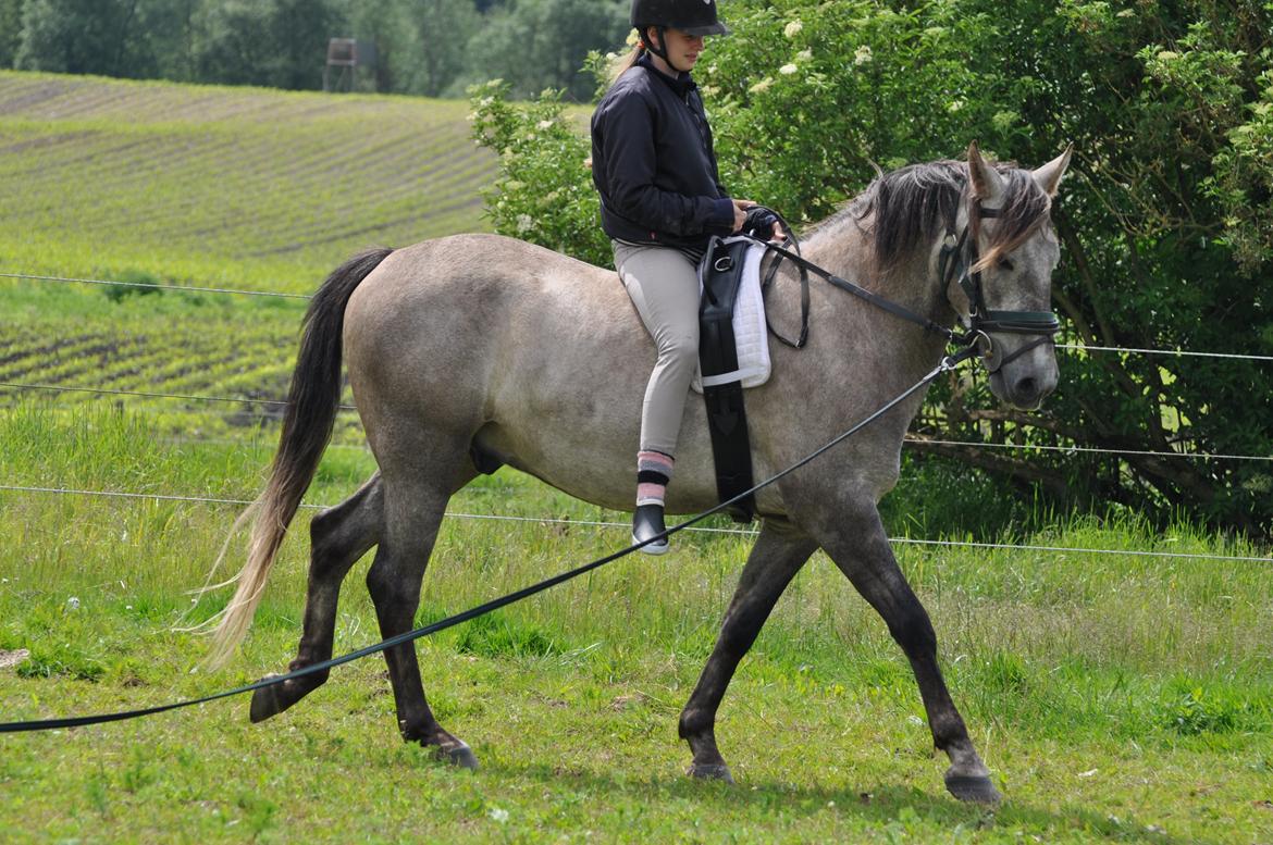 Anden særlig race Hidalgo billede 8