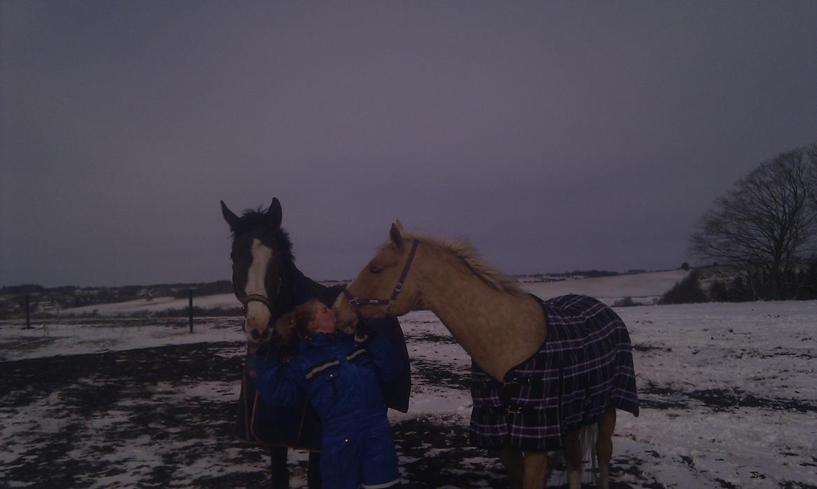 Palomino Heimdals Joy Of Gold - Mulemyss <3<3 billede 4