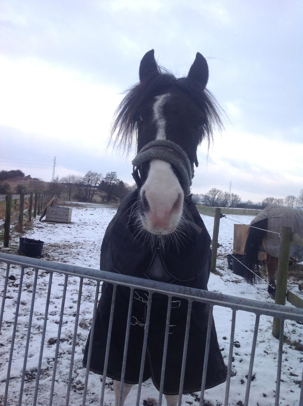 Anden særlig race Clements Stardust |*MY STAR*| - på fold <3 billede 7