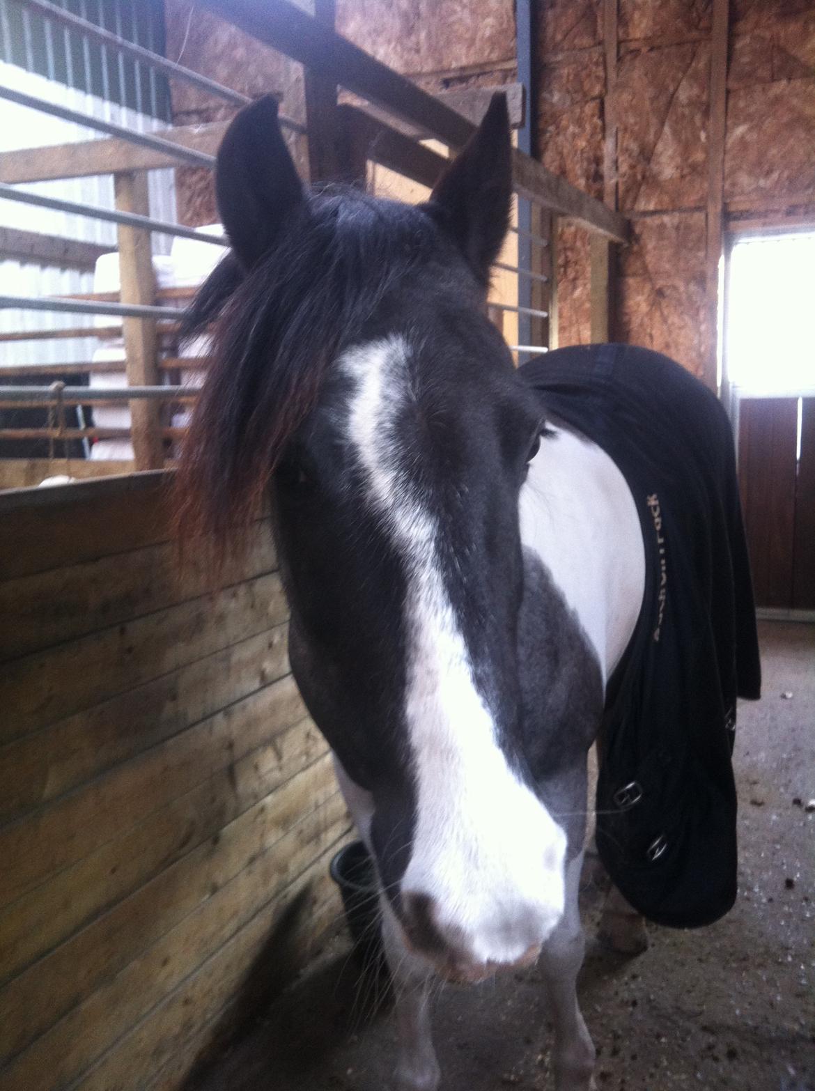 Anden særlig race Clements Stardust |*MY STAR*| - skøn billede 8