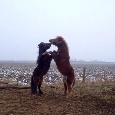 Anden særlig race Jolly Jumper billede 12