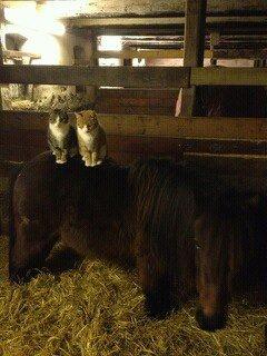 Anden særlig race Jolly Jumper billede 13