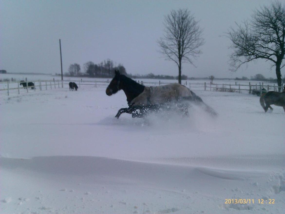 Anden særlig race Babe billede 11