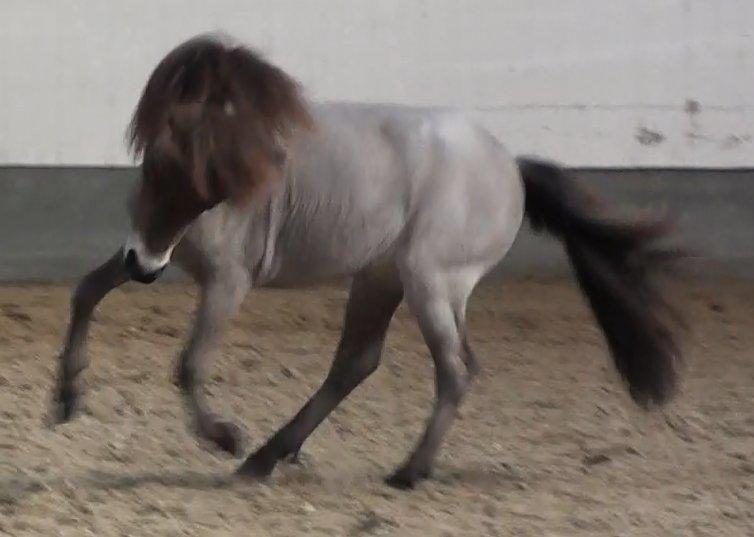 Belgisk Miniature Høgilds Kalua - Kalua leger hingst :O 17/3-2013 billede 8