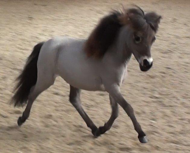 Belgisk Miniature Høgilds Kalua - lille pigen viser sig frem :) 17/3-2013 billede 1