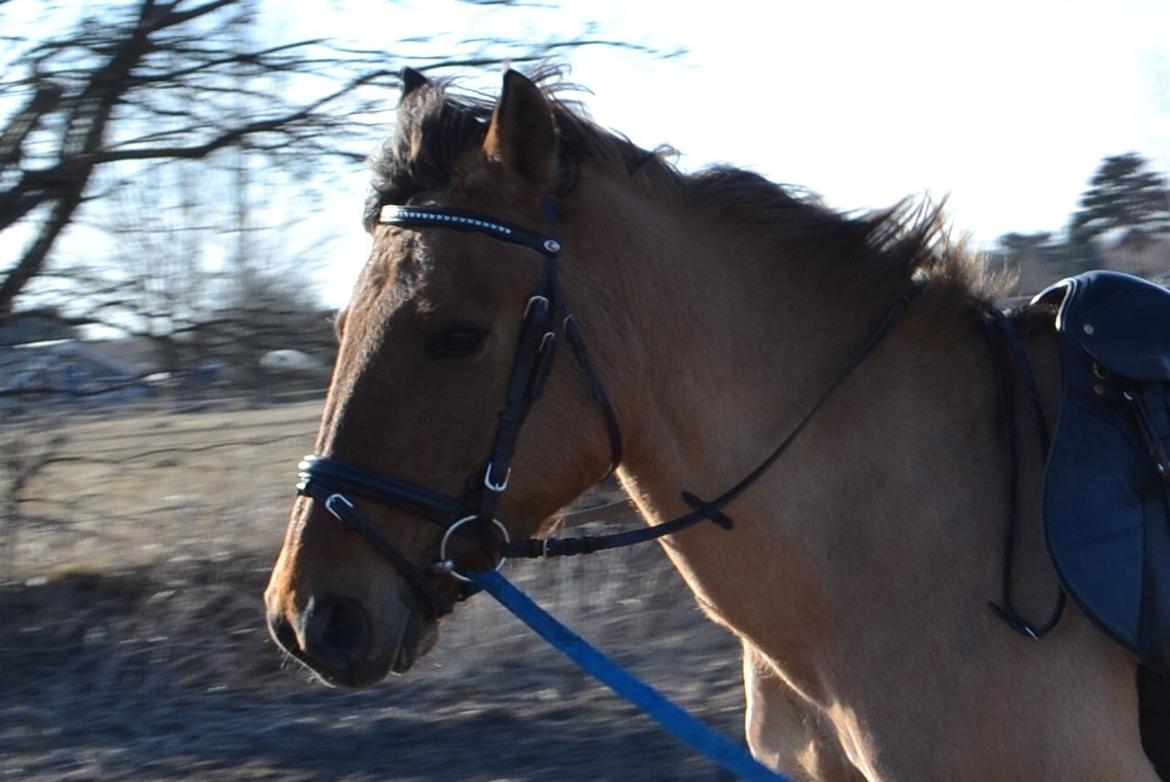 Anden særlig race lady<3 billede 14