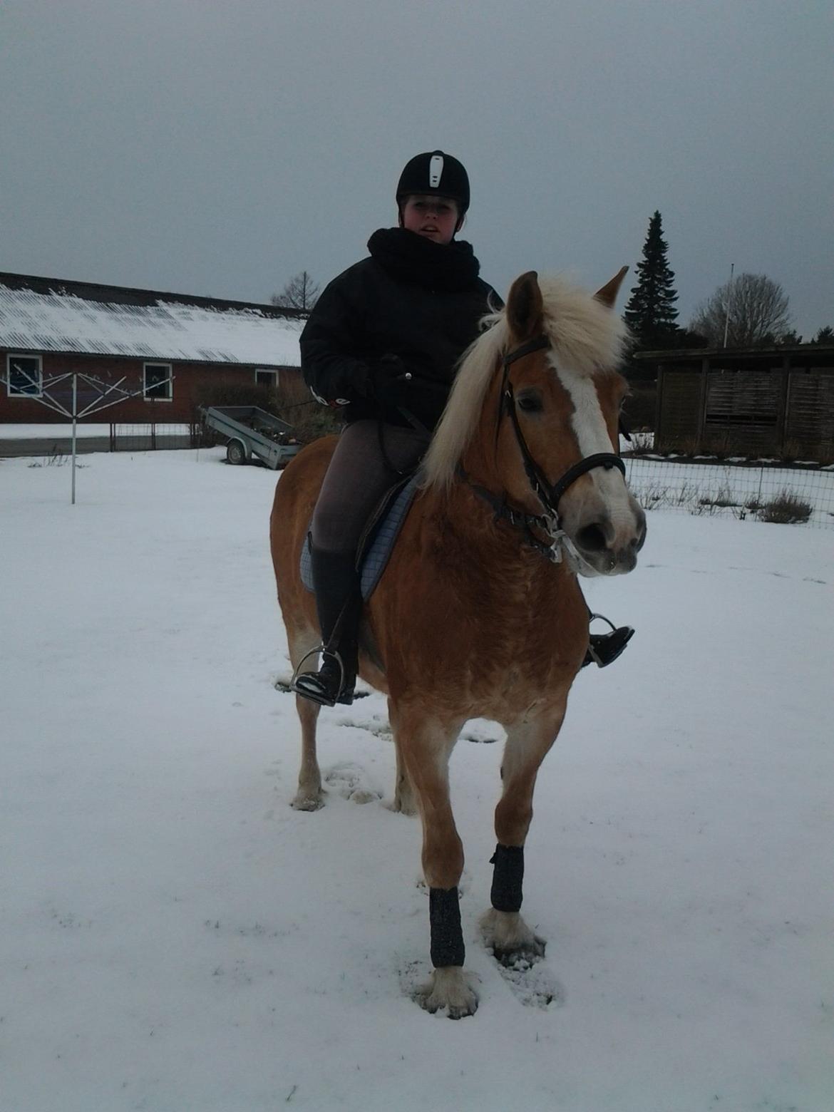 Haflinger Stald Gammel Lys' Ayla - Ayla og jeg i haven hos mine bedsteforældre idag d 17/03-13 billede 2
