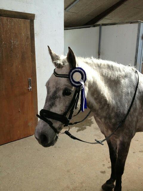 Anden særlig race Sir Grey - 16. marts 2013. Vandt 2 2. pladser, en LC2 til 63,182% og en LC3 til 65,00% billede 2