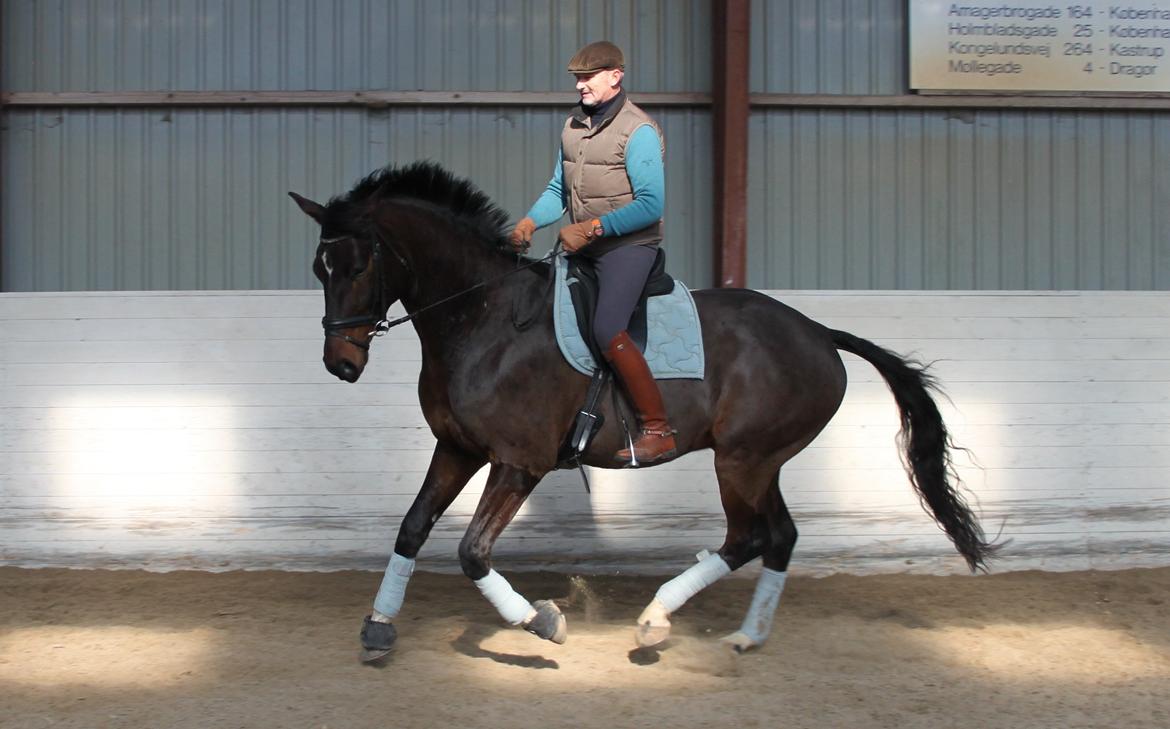 Dansk Varmblod Botelli - Bjarne Ellefsen og Botelli i fin galop billede 17