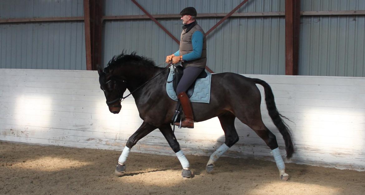 Dansk Varmblod Botelli - Meget smuk versade med Bjarne billede 18